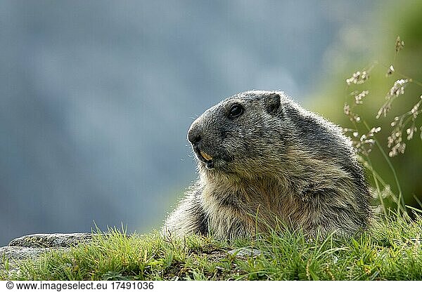 Alpine marmot (Marmota marmota)  Hohe Tauern National Park  Carinthia  Austria  Europe