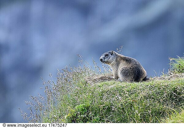 Alpine marmot (Marmota marmota)  keeping a lookout  Hohe Tauern National Park  Carinthia  Austria  Europe