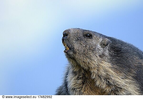 Alpine marmot (Marmota marmota)  portrait  Hohe Tauern National Park  Carinthia  Austria  Europe