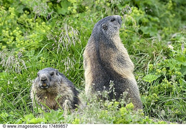 Alpine marmot (Marmota marmota)  two adults  Hohe Tauern National Park  Carinthia  Austria  Europe