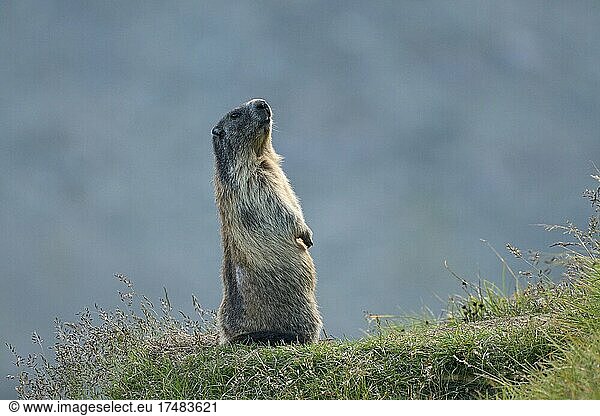 Alpine marmot (Marmota marmota)  upright  alert  Hohe Tauern National Park  Carinthia  Austria  Europe