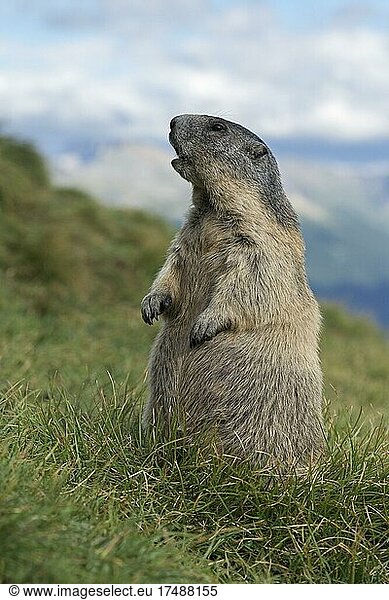 Alpine marmot (Marmota marmota)  upright  alert  Hohe Tauern National Park  Carinthia  Austria  Europe