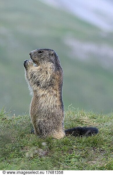 Alpine marmot (Marmota marmota)  upright  feeding  Hohe Tauern National Park  Carinthia  Austria  Europe