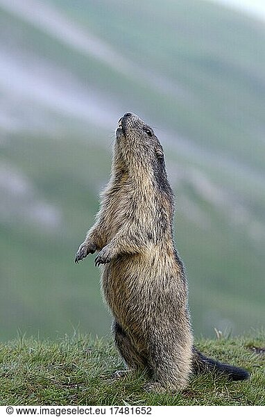Alpine marmot (Marmota marmota)  upright  Hohe Tauern National Park  Carinthia  Austria  Europe