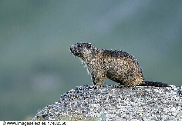 Alpine marmot (Marmota marmota)  young  alert  Hohe Tauern National Park  Carinthia  Austria  Europe