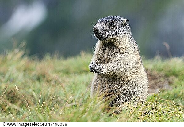Alpine marmot (Marmota marmota)  young  upright  alert  Hohe Tauern National Park  Carinthia  Austria  Europe