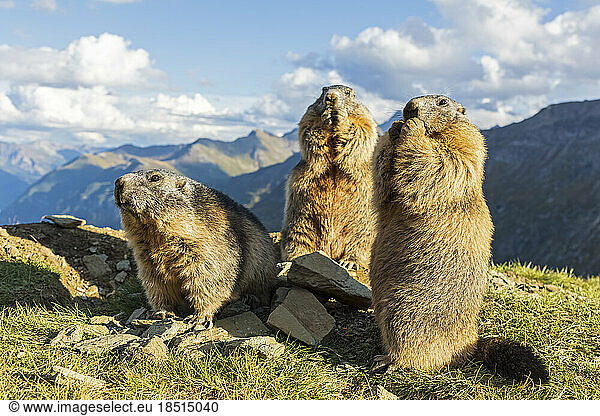 Alpine Marmot on sunny day in front of mountains  Carinthia  Austria