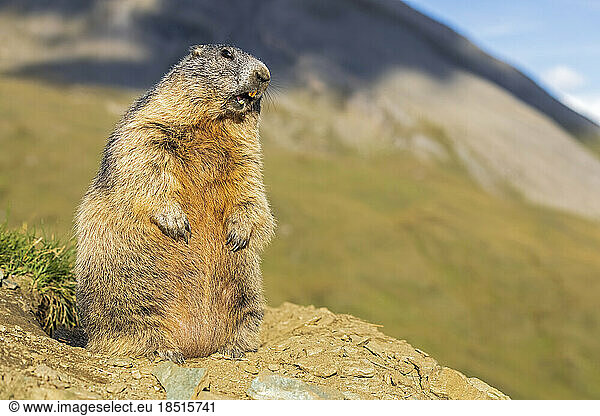 Alpine Marmot standing on sunny day