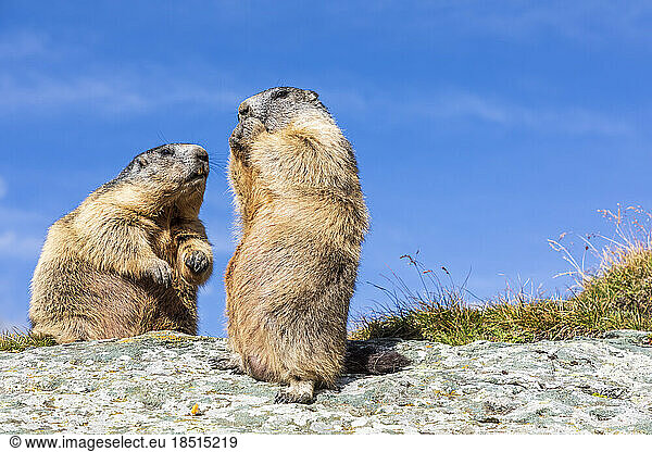 Alpine Marmots on rock under blue sky