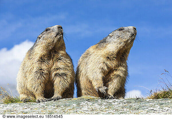 Alpine Marmots standing on rock under sky