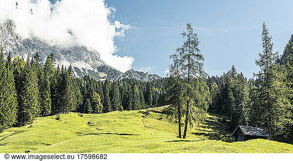 Alpine meadow in summer with Zugspitze mountain in background