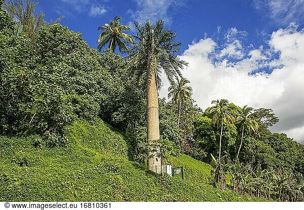Als Palme getarnte Telekommunikationsantenne in Moorea  Französisch-Polynesien  Gesellschaftsinseln  Südpazifik. Cook's Bay.
