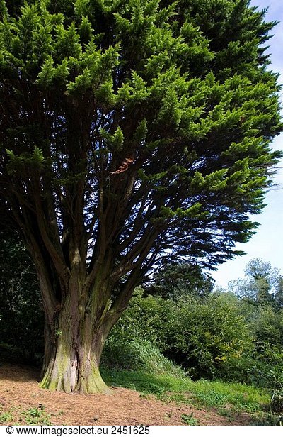 Alt baum in Nordirland.
