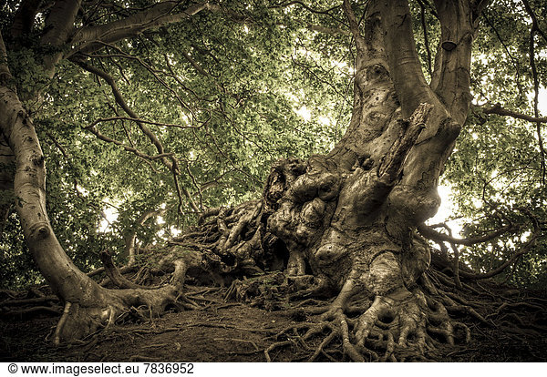 Altbuche (Fagus) im Wald