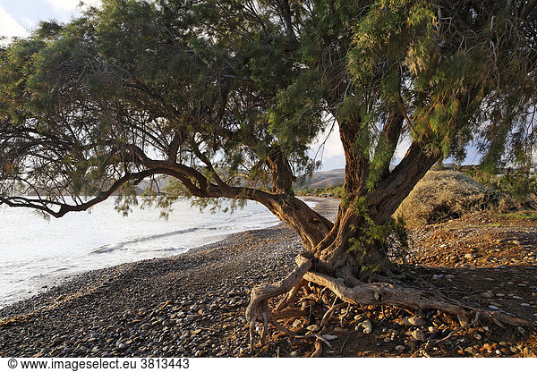 Alte Afrikanische Tamariske (Tamarix africana) am Strand von Kouremenos bei Palekastro  Ostkreta  Kreta  Griechenland