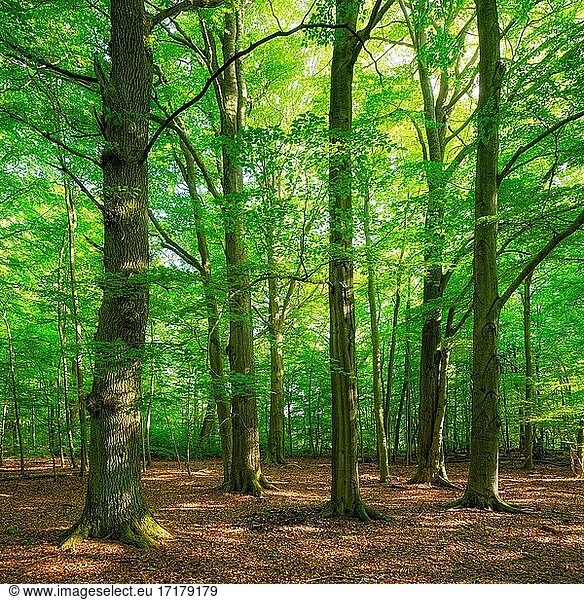 Alte Buchen (Fagus sylvatica) und Eichen (Quercus robur) in naturnahem Wald im Frühling  frisches Grün  Reinhardswald  Hessen  Deutschland  Europa