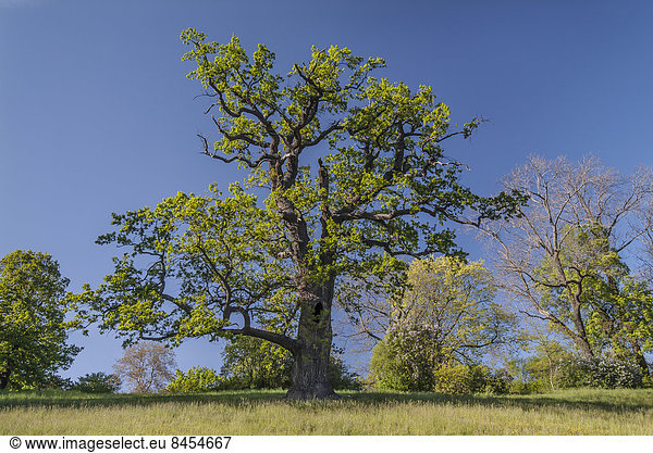Alte Eiche (Quercus robur) im Landschaftspark,  Schloss und Park Ettersburg,  Weimar,  Thüringen,  Deutschland