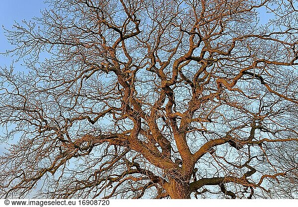 Alte Eiche (Quercus)  blattlose Baumkrone von der Morgensonne angestrahlt  Frühling  Nordrhein-Westfalen  Deutschland  Europa