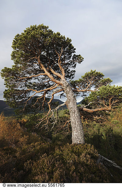 Alte gebeugte Waldkiefer oder Kiefer (Pinus sylvestris),  Wuchsform durch Wind geformt,  Cairngorm,  Inverness-Shire,  Schottland,  Großbritannien,  Europa
