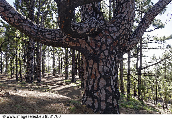 Alte Kanarische Kiefer (Pinus canariensis) mit Brandschaden  Cumbre Vieja bei Fuencaliente  La Palma  Kanarische Inseln  Spanien