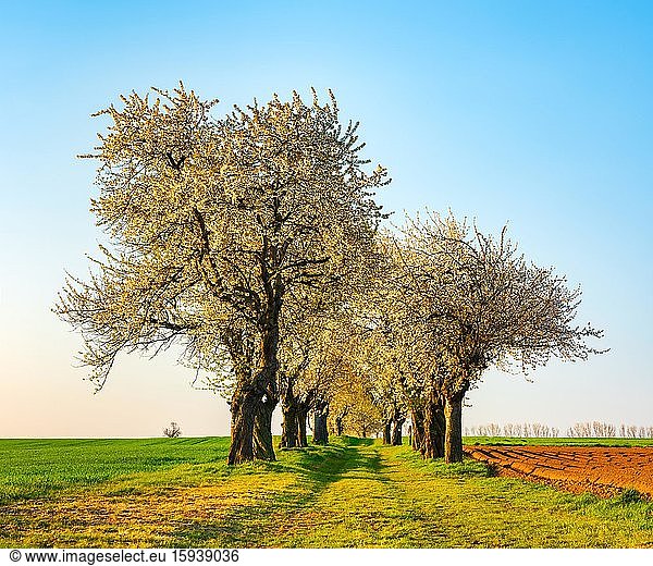 Alte Kirsch-Allee im Frühling Blühende Kirschbäume im Morgenlicht Burgenlandkreis Sachsen-Anhalt Deutschland Europa