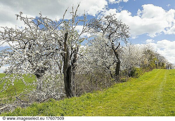 Alte Kirschbäume mit blühenden und toten Obstbäumen  Sächsisches Elbland  Sachsen  Deutschland  Europa