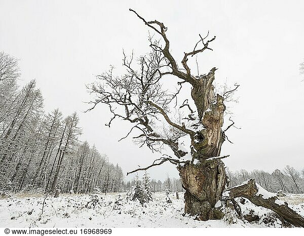 Alte knorrige solitäre Eiche (Quercus robur) im Winter  ehemaliger Hutebaum  Reinhardswald  Hessen  Deutschland  Europa