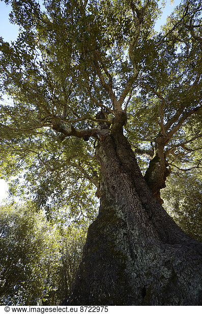 Alte Korkeiche (Quercus suber)  Korkeichenwald bei Tizarella  Bois de Tizzarella  Asco-Tal  Haute Corse  Korsika  Frankreich