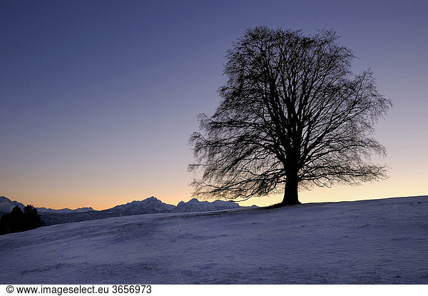 Alte Linde (Tilia) bei Sonnenuntergang auf verschneiter Wiese,  Roßhaupten,  Ostallgäu,  Bayern,  Deutschland,  Europa