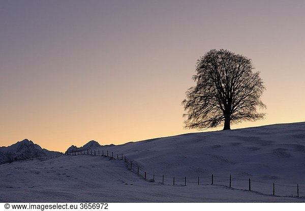 Alte Linde (Tilia) bei Sonnenuntergang auf verschneiter Wiese  Roßhaupten  Ostallgäu  Bayern  Deutschland  Europa