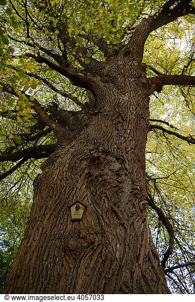 Alte Linde (Tilia platyphylla) als Naturdenkmal  Pinnow  Mecklenburg-Vorpommern  Deutschland  Europa