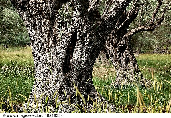 Alte Olivenbäume  dicker skurriler Baumstamm  Olivenholz  Kreta  Griechenland  Europa
