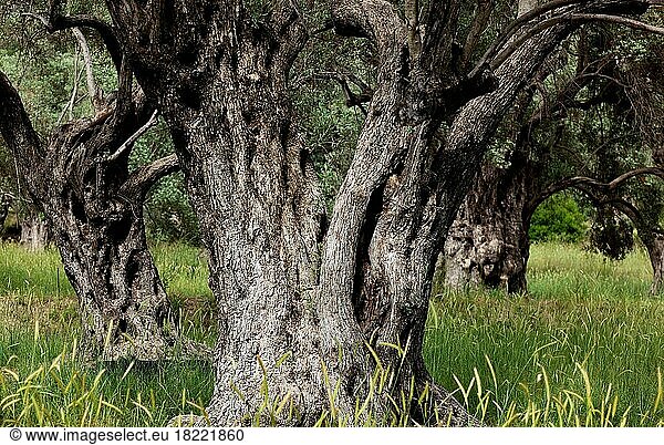 Alte Olivenbäume  dicker skurriler Baumstamm  Olivenholz  Kreta  Griechenland  Europa