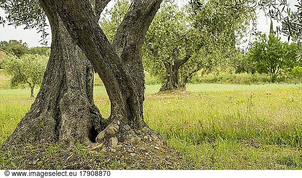 Alte Olivenbäume in einer Olivenplantage  Venezien  Italien  Europa