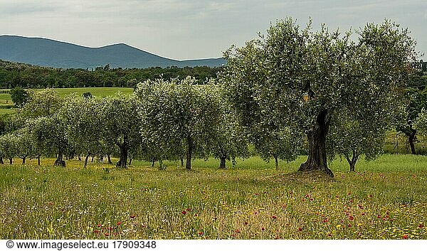 Alte Olivenbäume in einer Olivenplantage  Venezien  Italien  Europa