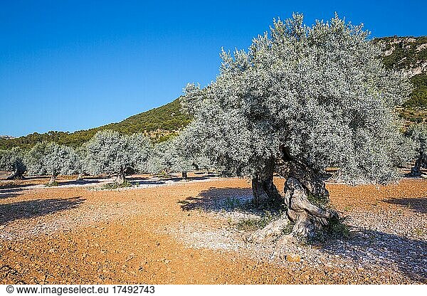 Alte Olivenbäume in Olivenhain  bei Valldemossa  Mallorca  Spanien  Europa