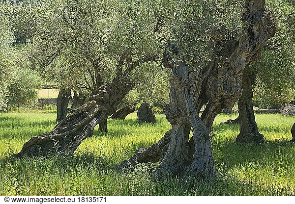 Alte Olivenbäume  Mallorca  Balearen  Spanien  Europa
