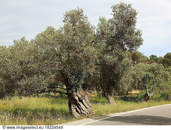 Alte Olivenbäume mit dicken Baumstämmen  Baumstamm  Olivenholz  Kreta  Griechenland  Europa
