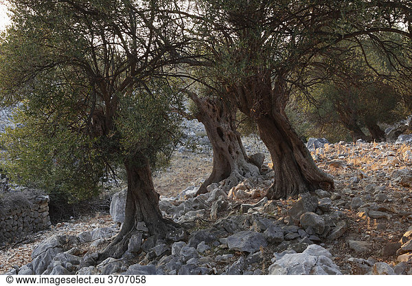 Alte Olivenbäume  Olivenhain Lun  Insel Pag  Dalmatien  Adria  Kroatien  Europa