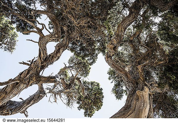 Alte phönizische Wacholder (Juniperus phoenicea) am Strand, in der Nähe von Sartène, Korsika, Frankreich, Europa