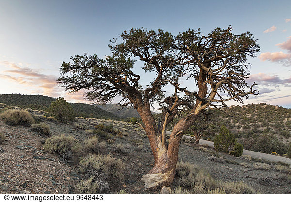 Alte Pinyon-Kiefer (Pinus edulis) in Heidelandschaft vor Abendhimmel  White Mountains  bei Schulman Grove  Bishop  Kalifornien  USA  Nordamerika