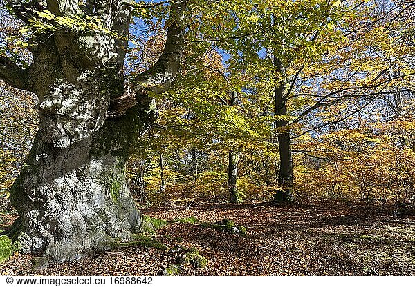Alte Rotbuchen (Fagus sylvatica) im Herbst  Hutebuche  Hutewald Halloh  Hessen  Deutschland  Europa