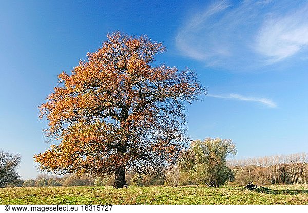 Alte solitäre Eiche auf Wiese in der Elbaue im Herbst  Biosphärenreservat Mittelelbe  Aken  Deutschland (Sachsen-Anhalt)