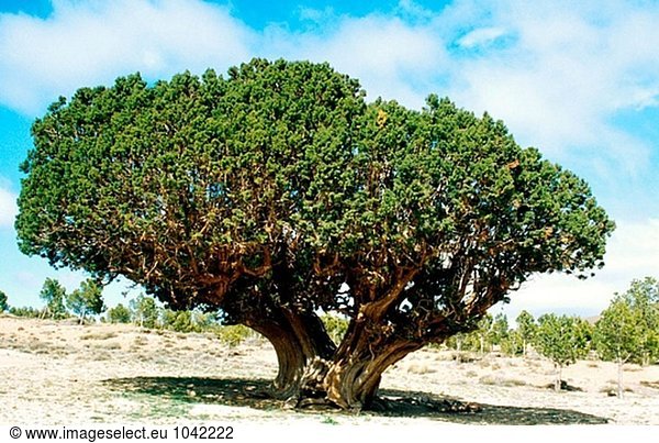 Alte spanische Wacholder (Juniperus Thurifera). Östlichen hohen Atlas  Marokko