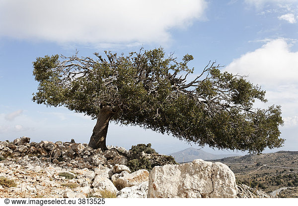 Alte Steineiche (Quercus ilex)  Kritsa  Kreta  Griechenland