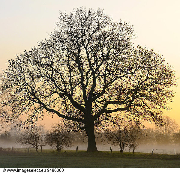 Alte Stieleiche (Quercus robur) bei Morgenrot und Nebel Rheinberg Niederrhein Nordrhein-Westfalen Deutschland Europa