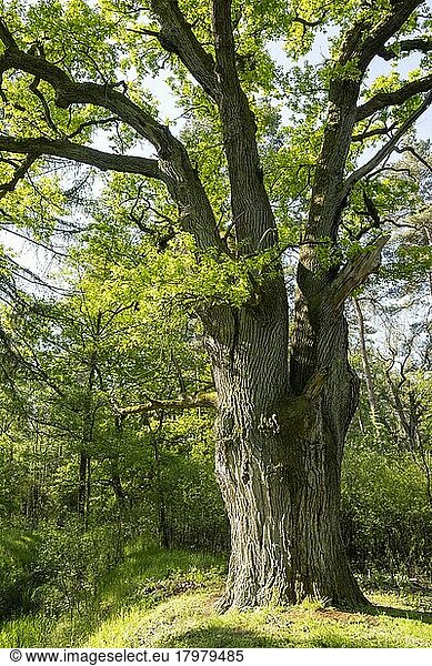 Alte Stieleiche (Quercus robur) im Frühling  Niedersachsen  Deutschland  Europa