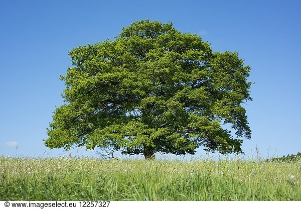 Alte Stieleiche (Quercus robur) in blühender Wiese  Solitärbaum  Thüringen  Deutschland  Europa