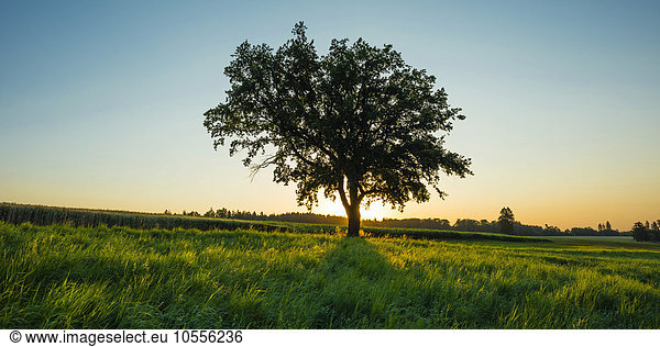 Alte Stieleiche (Quercus robur)  Schwäbische Alb  Baden-Württemberg  Deutschland  Europa
