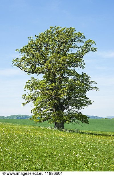 Alte Stieleiche (Quercus robur)  Solitärbaum  Thüringen  Deutschland  Europa